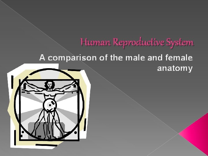 Human Reproductive System A comparison of the male and female anatomy Human Reproductive System A comparison of the male and female anatomy