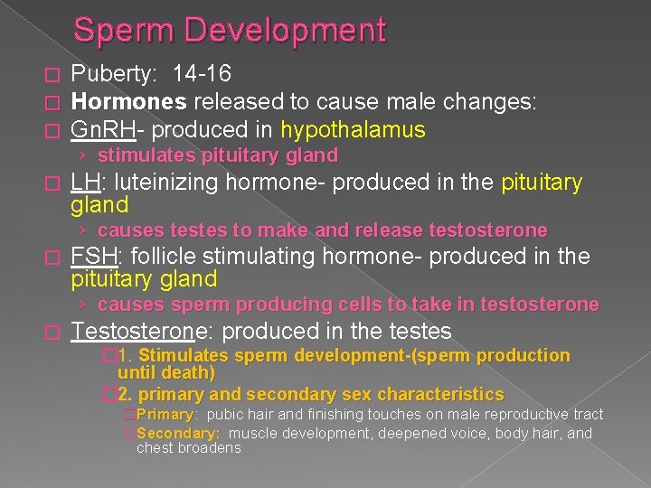 Sperm Development � � � Puberty: 14 -16 Hormones released to cause male changes: Sperm Development � � � Puberty: 14 -16 Hormones released to cause male changes: