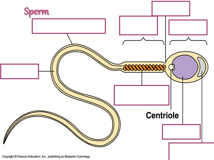 Sperm Sperm