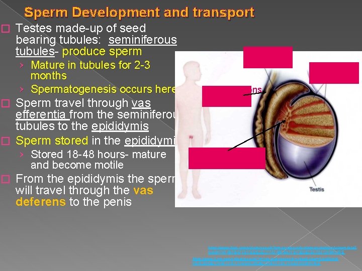 Sperm Development and transport � Testes made-up of seed bearing tubules: seminiferous tubules- produce Sperm Development and transport � Testes made-up of seed bearing tubules: seminiferous tubules- produce