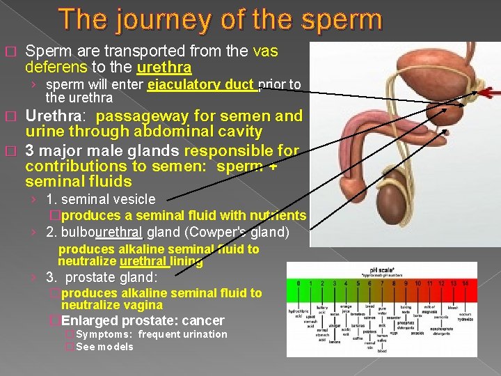 The journey of the sperm � Sperm are transported from the vas deferens to The journey of the sperm � Sperm are transported from the vas deferens to