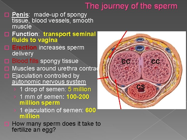 The journey of the sperm � � � � Penis: Penis made-up of spongy The journey of the sperm � � � � Penis: Penis made-up of spongy