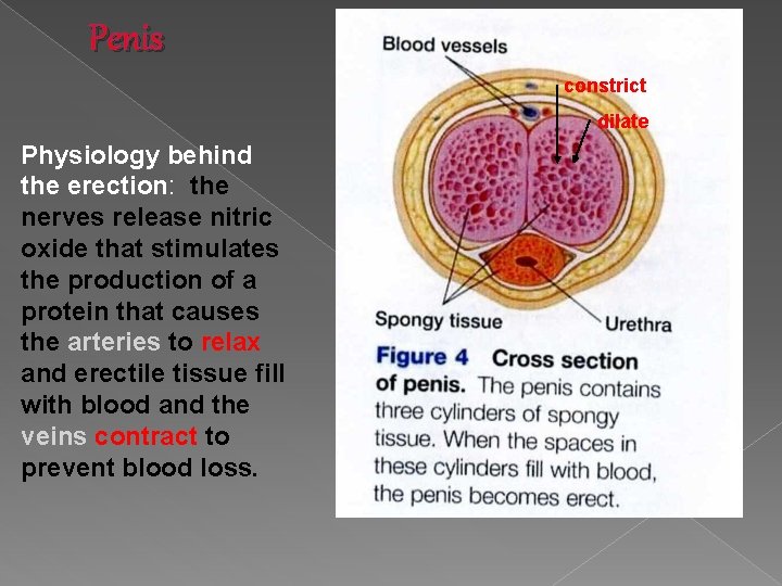 Penis constrict dilate Physiology behind the erection: the nerves release nitric oxide that stimulates Penis constrict dilate Physiology behind the erection: the nerves release nitric oxide that stimulates