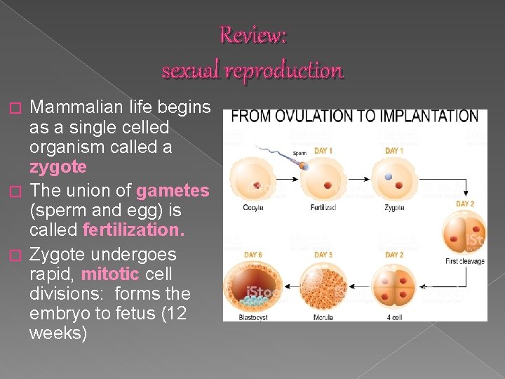Review: sexual reproduction Mammalian life begins as a single celled organism called a zygote Review: sexual reproduction Mammalian life begins as a single celled organism called a zygote