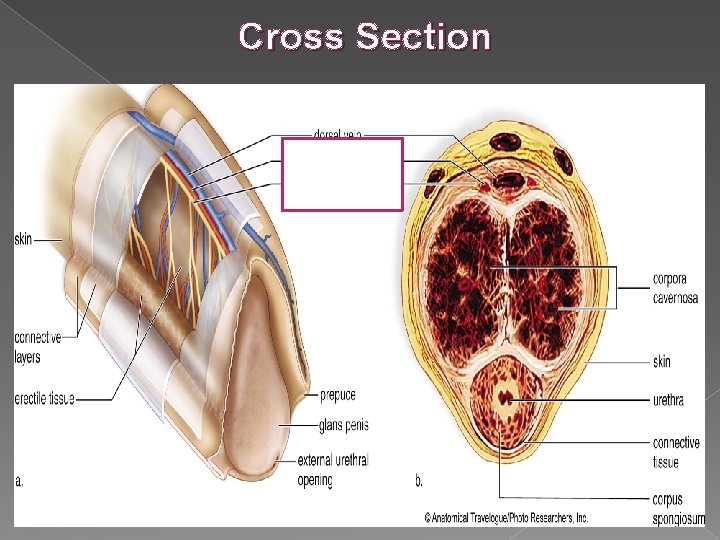 Cross Section Cross Section