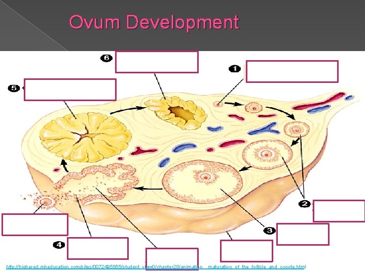 Ovum Development http: //highered. mheducation. com/sites/0072495855/student_view 0/chapter 28/animation__maturation_of_the_follicle_and_oocyte. html Ovum Development http: //highered. mheducation. com/sites/0072495855/student_view 0/chapter 28/animation__maturation_of_the_follicle_and_oocyte. html