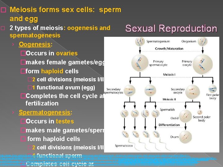 � Meiosis forms sex cells: sperm and egg � 2 types of meiosis: oogenesis � Meiosis forms sex cells: sperm and egg � 2 types of meiosis: oogenesis