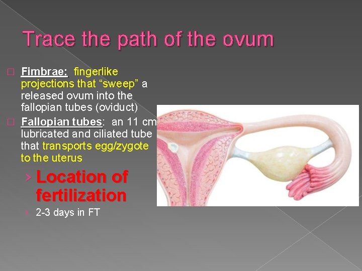 Trace the path of the ovum Fimbrae: fingerlike projections that “sweep” a released ovum Trace the path of the ovum Fimbrae: fingerlike projections that “sweep” a released ovum