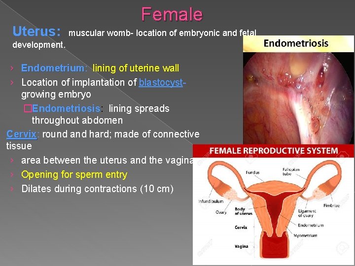Uterus: Female muscular womb- location of embryonic and fetal development. › Endometrium: Endometrium lining Uterus: Female muscular womb- location of embryonic and fetal development. › Endometrium: Endometrium lining