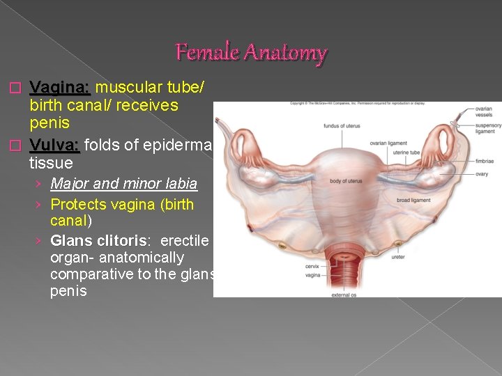 Female Anatomy Vagina: muscular tube/ birth canal/ receives penis � Vulva: folds of epidermal Female Anatomy Vagina: muscular tube/ birth canal/ receives penis � Vulva: folds of epidermal