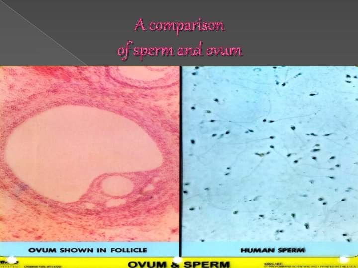 A comparison of sperm and ovum A comparison of sperm and ovum
