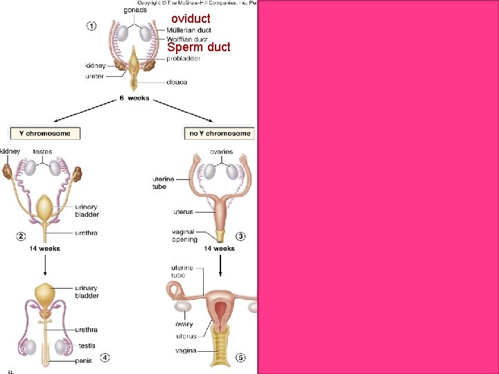 oviduct Sperm duct oviduct Sperm duct
