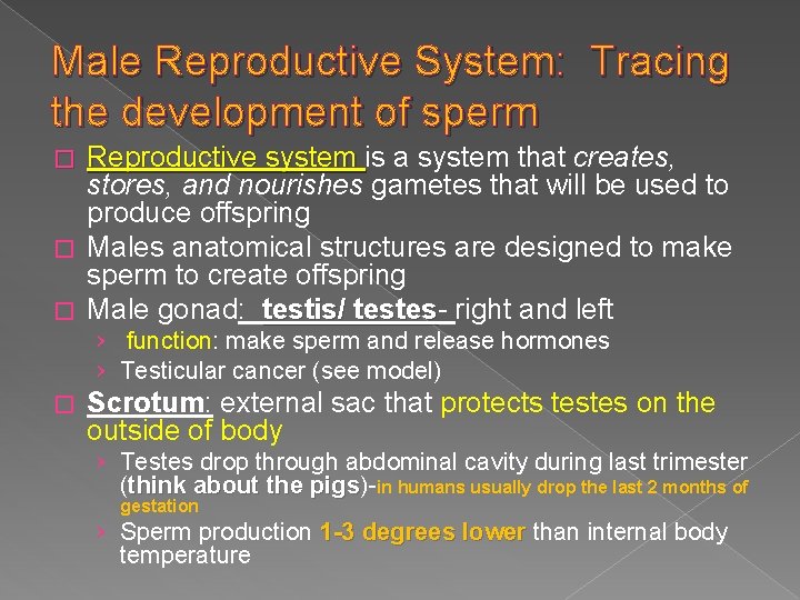 Male Reproductive System: Tracing the development of sperm Reproductive system is a system that Male Reproductive System: Tracing the development of sperm Reproductive system is a system that