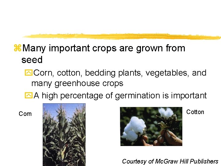 z. Many important crops are grown from seed y. Corn, cotton, bedding plants, vegetables,