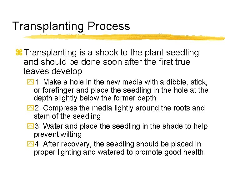 Transplanting Process z Transplanting is a shock to the plant seedling and should be