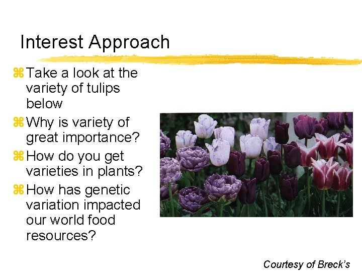 Interest Approach z Take a look at the variety of tulips below z Why