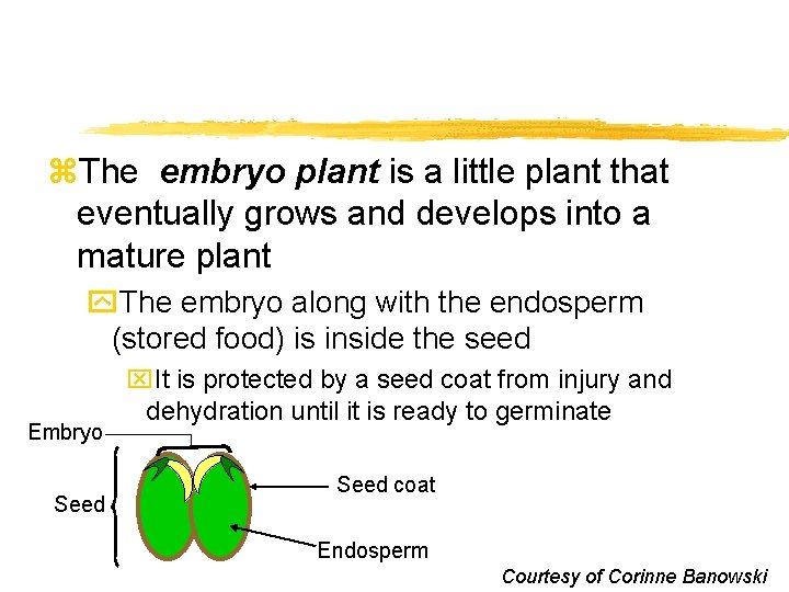 z. The embryo plant is a little plant that eventually grows and develops into