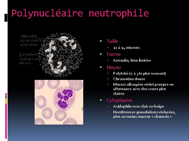 Polynucléaire neutrophile Taille • 12 à 14 microns Forme • Arrondie, bien limitée Noyau