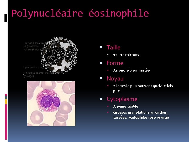 Polynucléaire éosinophile Taille • 12 - 14 microns Forme • Arrondie bien limitée Noyau