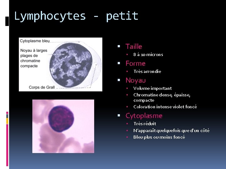 Lymphocytes - petit Taille • 8 à 10 microns Forme • Très arrondie Noyau