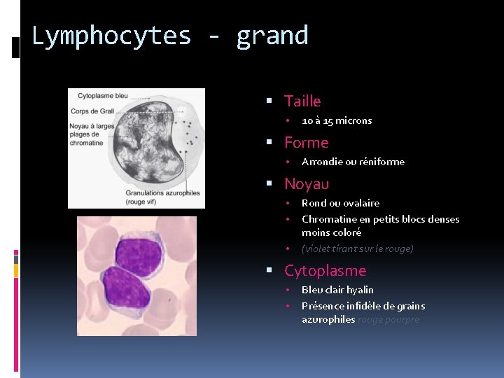 Lymphocytes - grand Taille • 10 à 15 microns Forme • Arrondie ou réniforme