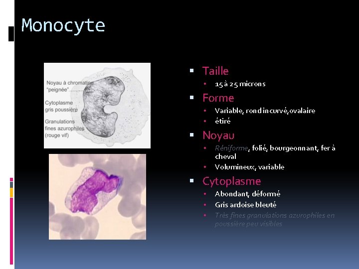 Monocyte Taille • 15 à 25 microns Forme • • Variable, rond incurvé, ovalaire