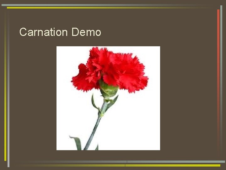 Carnation Demo 