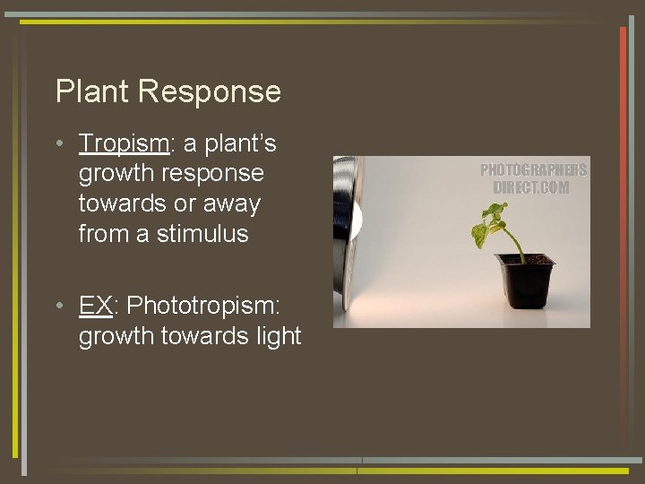 Plant Response • Tropism: a plant’s growth response towards or away from a stimulus