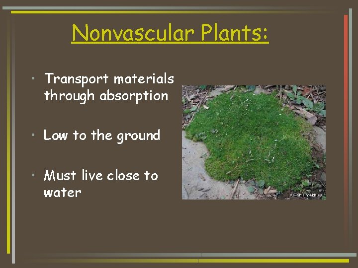 Nonvascular Plants: • Transport materials through absorption • Low to the ground • Must