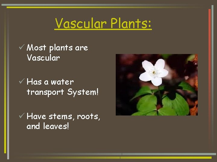 Vascular Plants: ü Most plants are Vascular ü Has a water transport System! ü