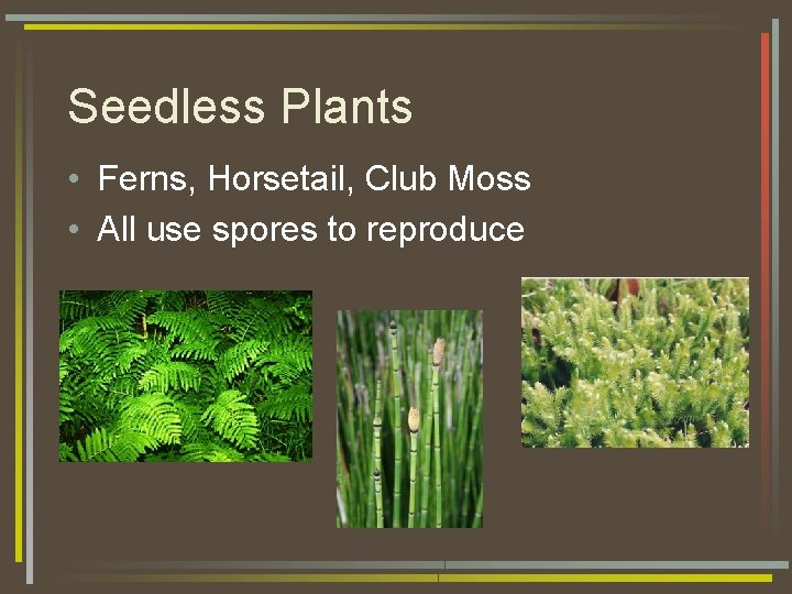 Seedless Plants • Ferns, Horsetail, Club Moss • All use spores to reproduce 