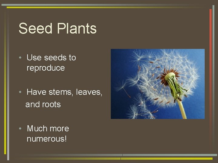 Seed Plants • Use seeds to reproduce • Have stems, leaves, and roots •