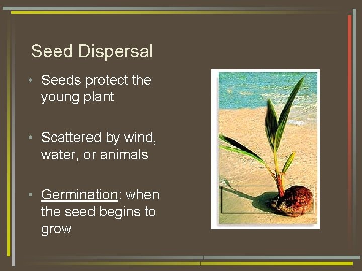 Seed Dispersal • Seeds protect the young plant • Scattered by wind, water, or