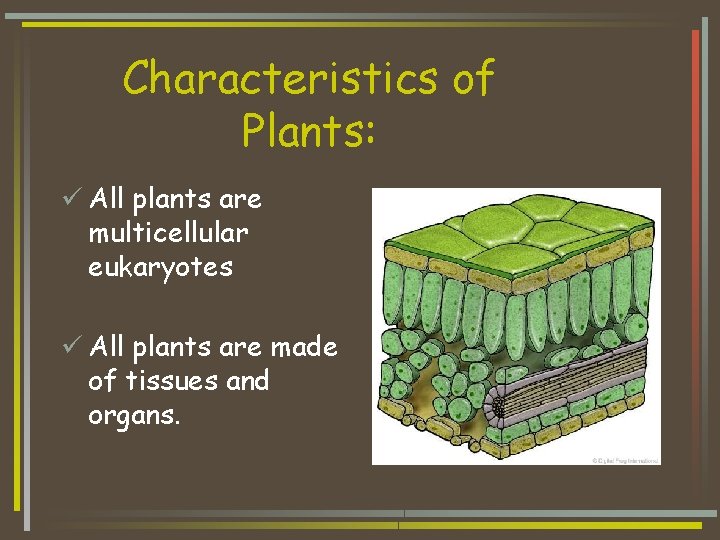 Characteristics of Plants: ü All plants are multicellular eukaryotes ü All plants are made