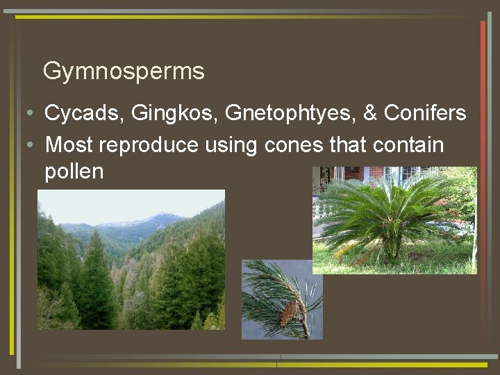 Gymnosperms • Cycads, Gingkos, Gnetophtyes, & Conifers • Most reproduce using cones that contain