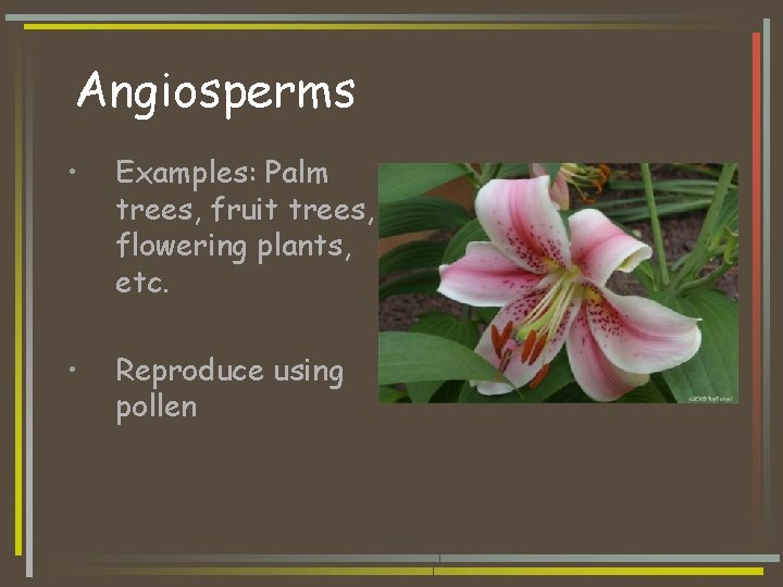 Angiosperms • Examples: Palm trees, fruit trees, flowering plants, etc. • Reproduce using pollen