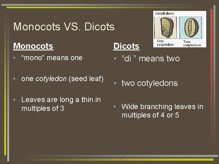Monocots VS. Dicots Monocots • “mono” means one • one cotyledon (seed leaf) •