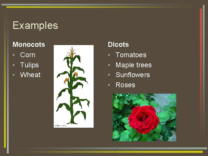 Examples Monocots Dicots • Corn • Tulips • Wheat • • Tomatoes Maple trees