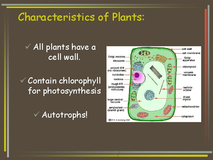 Characteristics of Plants: ü All plants have a cell wall. ü Contain chlorophyll for