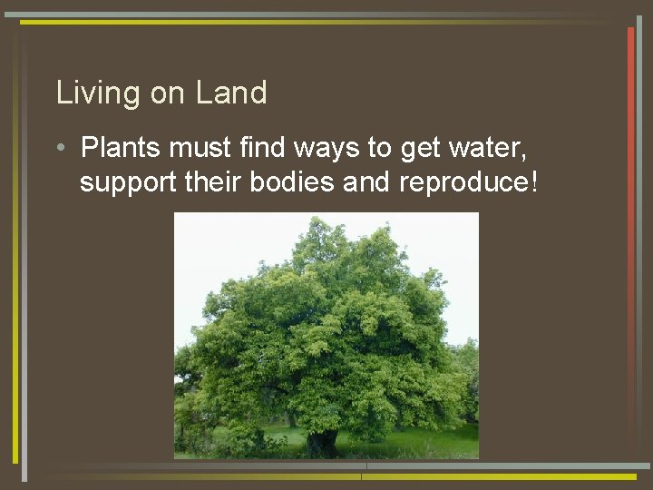 Living on Land • Plants must find ways to get water, support their bodies