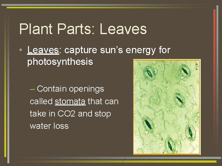 Plant Parts: Leaves • Leaves: capture sun’s energy for photosynthesis – Contain openings called