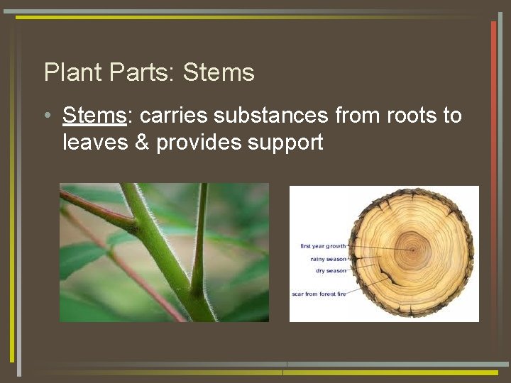 Plant Parts: Stems • Stems: carries substances from roots to leaves & provides support