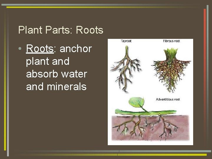 Plant Parts: Roots • Roots: anchor plant and absorb water and minerals 