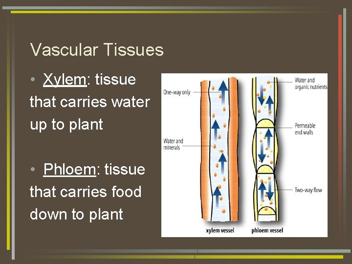 Vascular Tissues • Xylem: tissue that carries water up to plant • Phloem: tissue