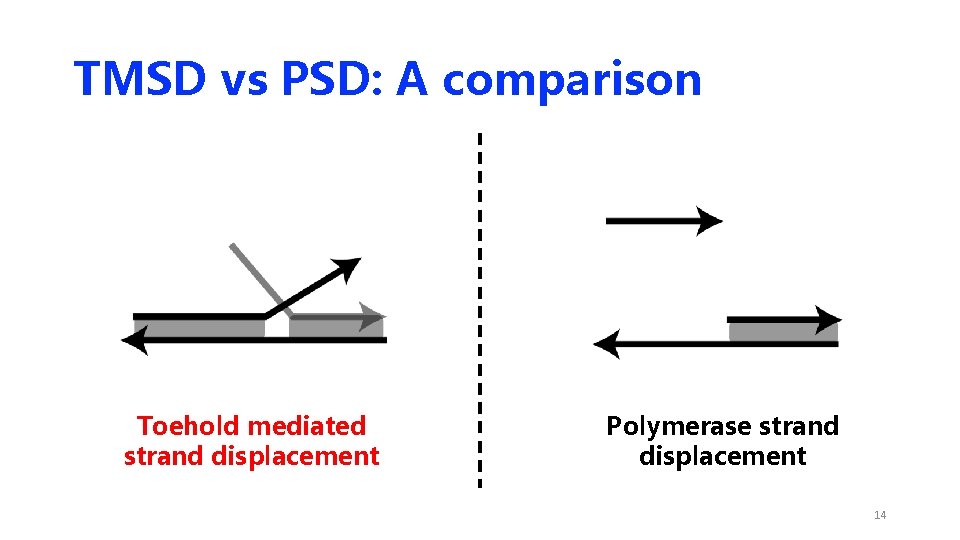 TMSD vs PSD: A comparison Toehold mediated strand displacement Polymerase strand displacement 14 TMSD vs PSD: A comparison Toehold mediated strand displacement Polymerase strand displacement 14