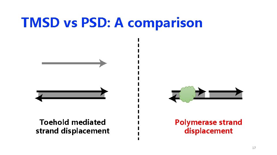 TMSD vs PSD: A comparison Toehold mediated strand displacement Polymerase strand displacement 17 TMSD vs PSD: A comparison Toehold mediated strand displacement Polymerase strand displacement 17