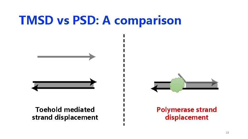 TMSD vs PSD: A comparison Toehold mediated strand displacement Polymerase strand displacement 18 TMSD vs PSD: A comparison Toehold mediated strand displacement Polymerase strand displacement 18