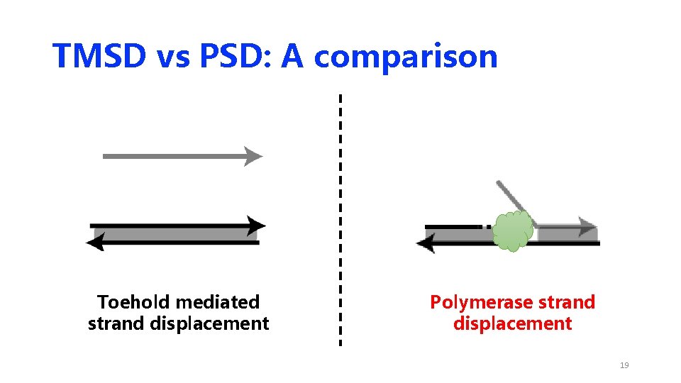 TMSD vs PSD: A comparison Toehold mediated strand displacement Polymerase strand displacement 19 TMSD vs PSD: A comparison Toehold mediated strand displacement Polymerase strand displacement 19