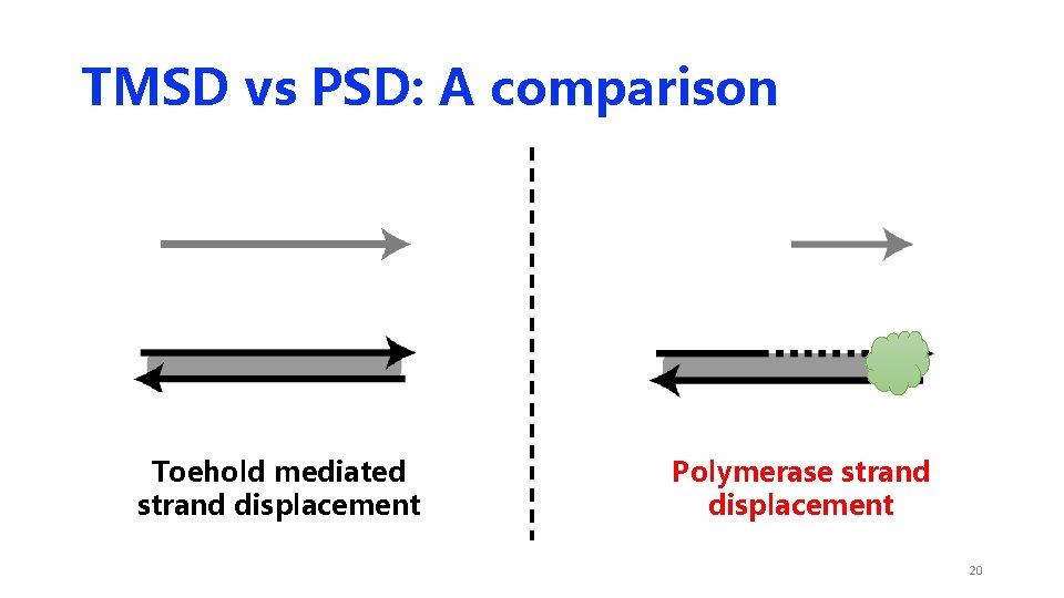TMSD vs PSD: A comparison Toehold mediated strand displacement Polymerase strand displacement 20 TMSD vs PSD: A comparison Toehold mediated strand displacement Polymerase strand displacement 20