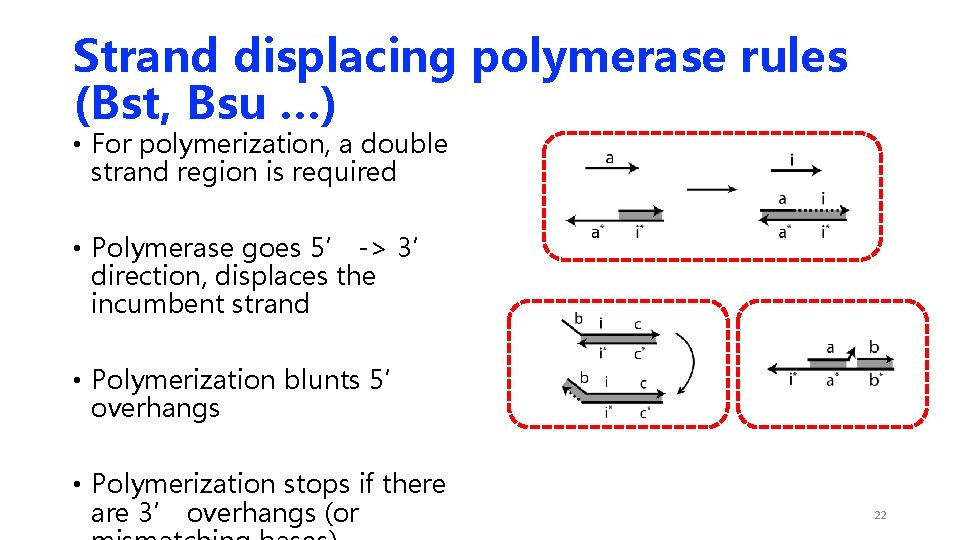 Strand displacing polymerase rules (Bst, Bsu …) • For polymerization, a double strand region Strand displacing polymerase rules (Bst, Bsu …) • For polymerization, a double strand region